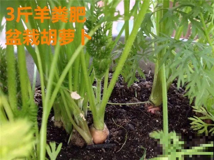 土里掺点它，3年不用换盆，花照样年年开！