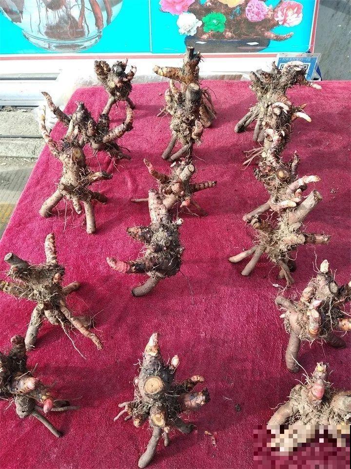 赶集碰见这种花，一买就上当，决不能贪便宜！