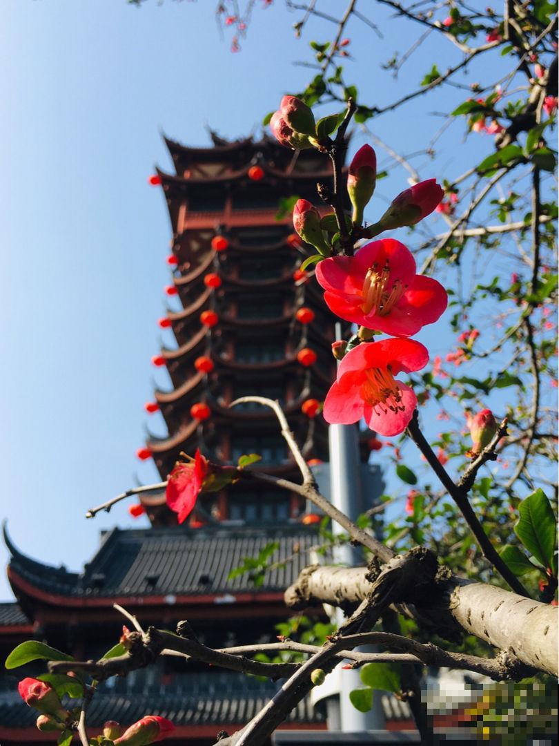 这花不怕冻，零下5度也能开，越冷越爱开花