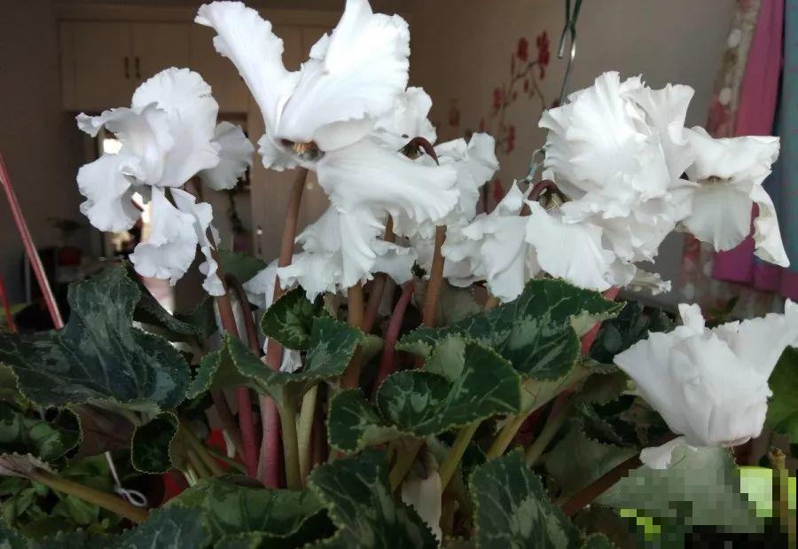 冬天最美的花，天越冷开的越旺，切两刀变4盆！
