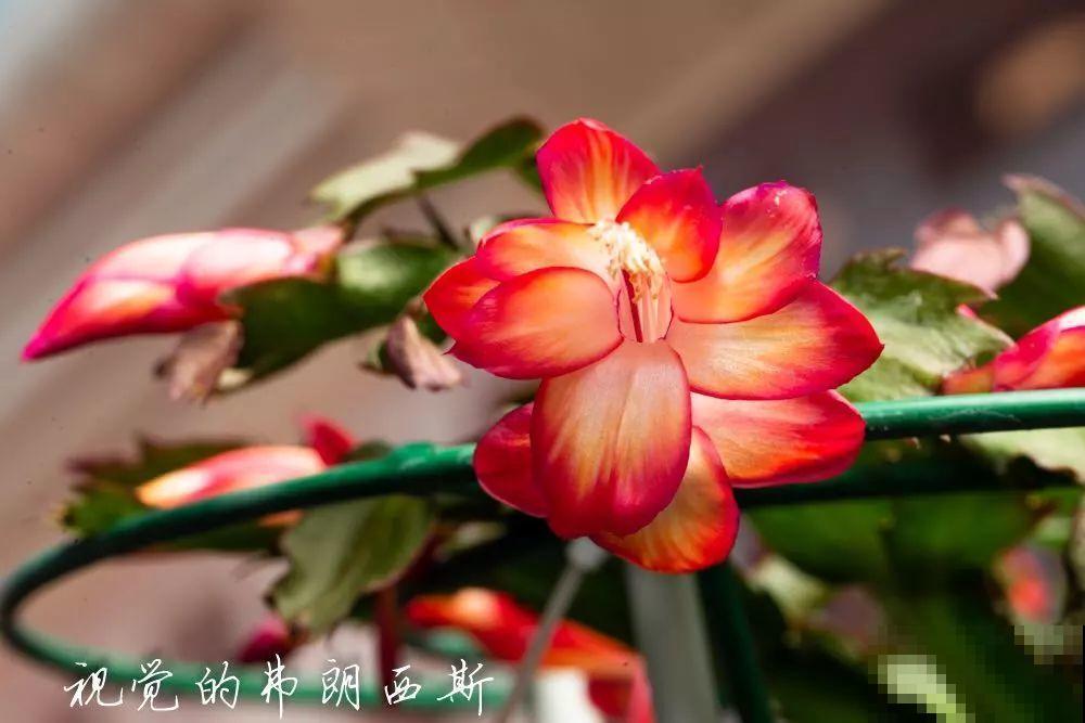 蟹爪兰一树嫁接8个品种，多色同开好壮观，连开4个月不败！