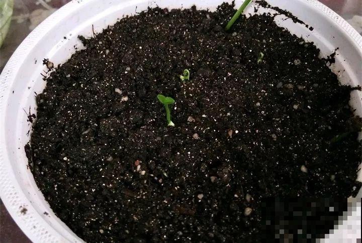 5块钱的水果埋土里，半年养成守家树，邻居都想花钱买！