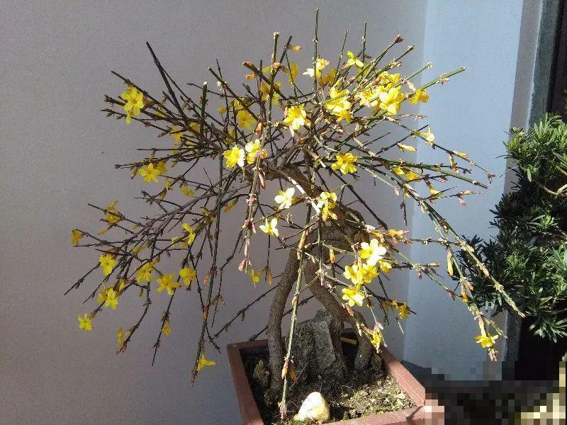 这6种花现在养，一个月后就开花，红红火火过新年！