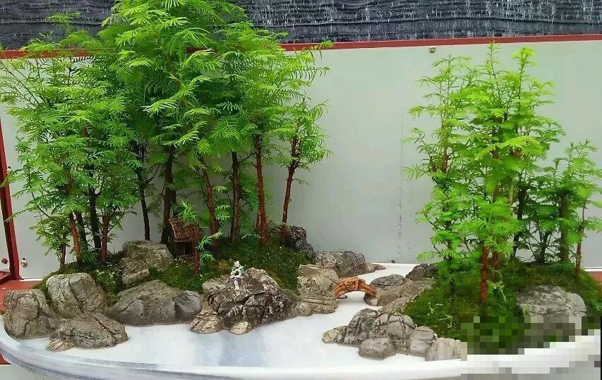 路边的石头野草捡回家，摆在盘里就是盆景，看完你也会做！