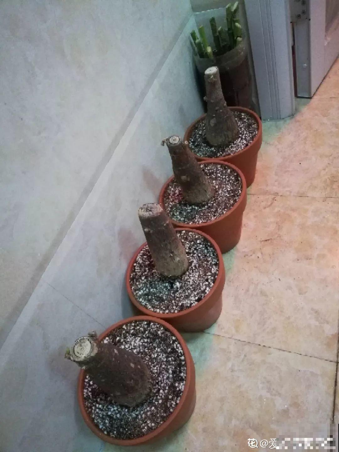 10种花，冬天切记管住手，小心浇完水就掉叶子！