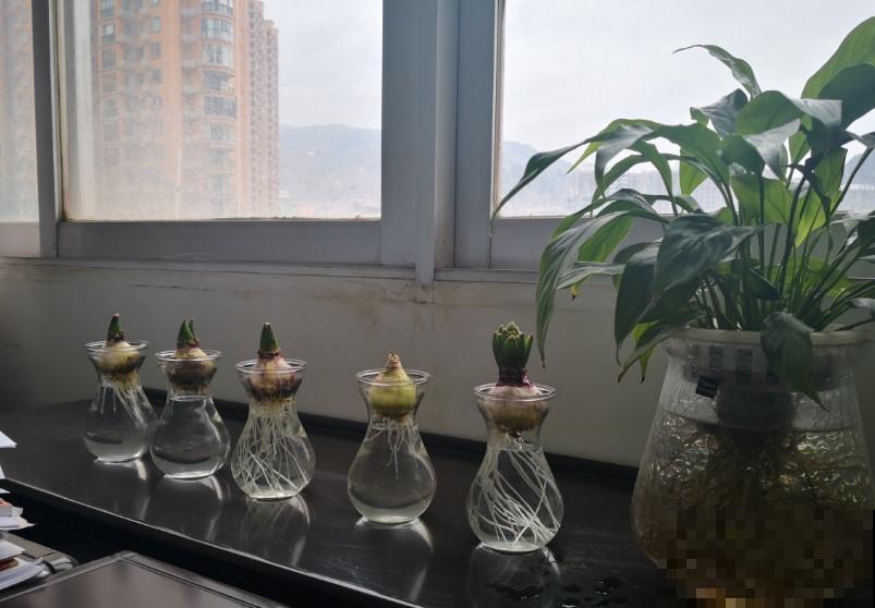 这4种花不怕冷，冬天越长越旺盛，开花停不下来！