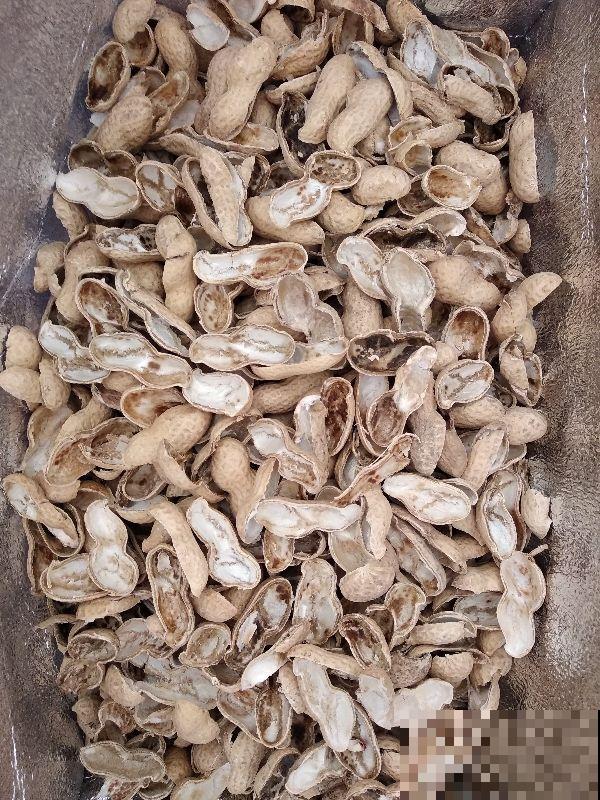 张奶奶在盆底垫了它，花不黄叶不烂根，俩月能蹿半米高