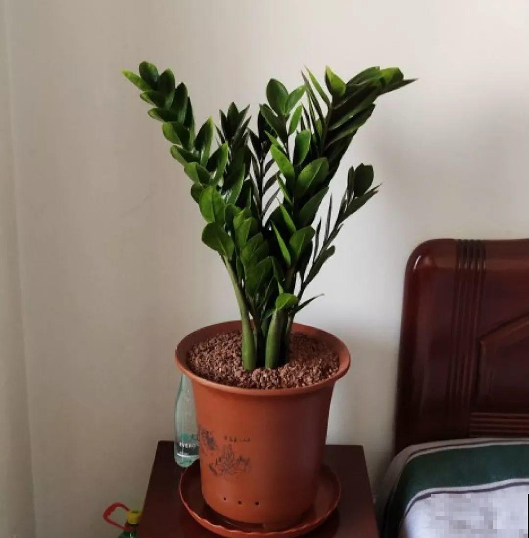 这10种花，天冷了要赶紧断水，冻伤了救都没法救！