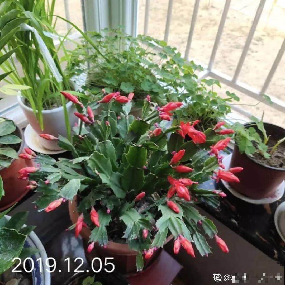 他家的蟹爪兰，一到冬天开成大花树，到底喂了啥好东西！