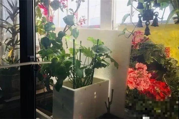 家里植物都这样了，换盆是关键，啥花都能养长久！