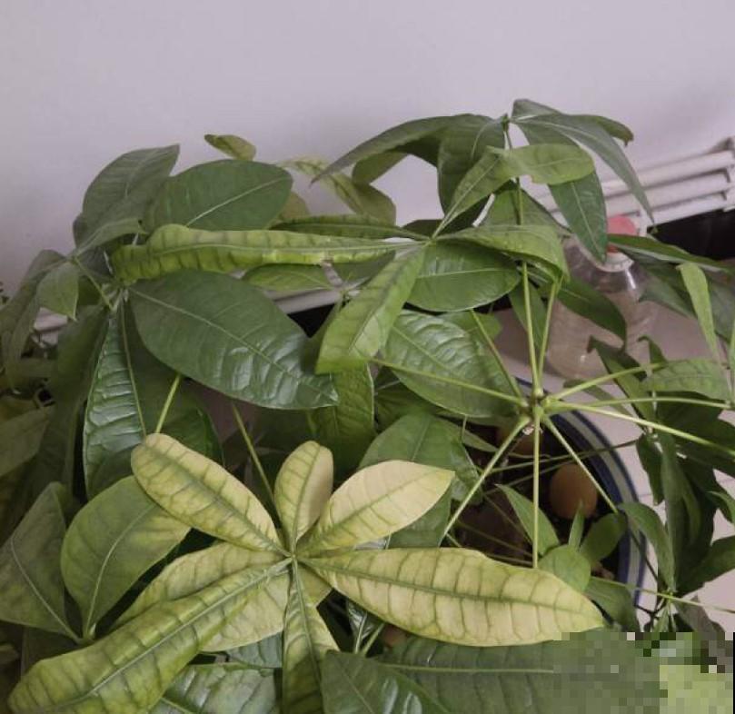 最适合养在室内的植物，必选这5种，轻松点缀家居！
