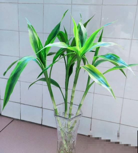 这10种耐阴花，摆客厅真好看，养一盆就上瘾！