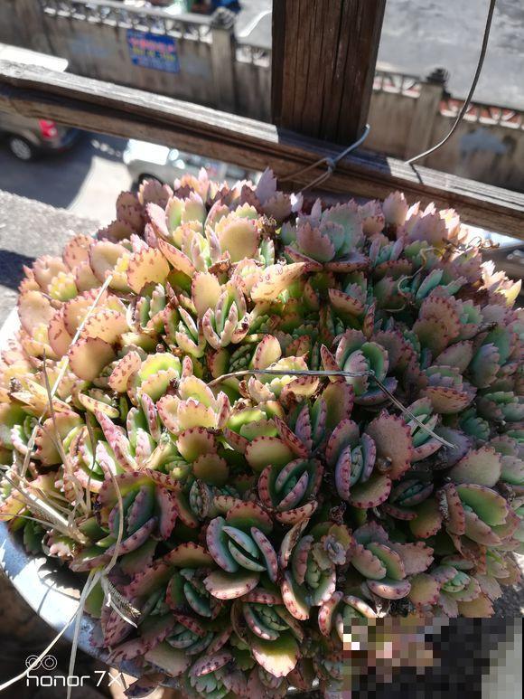 这花根本死不了，叶子一吹就掉，落地就生根！