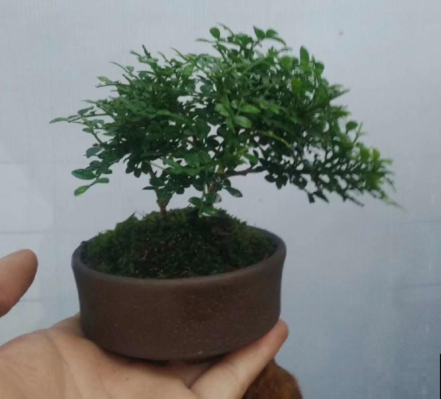 阳台盆栽九里香，回家老远就能闻到，邻居直羡慕！