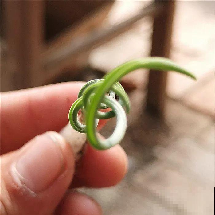 这花长得像海胆，3棵就卖五位数，真的有人要吗！