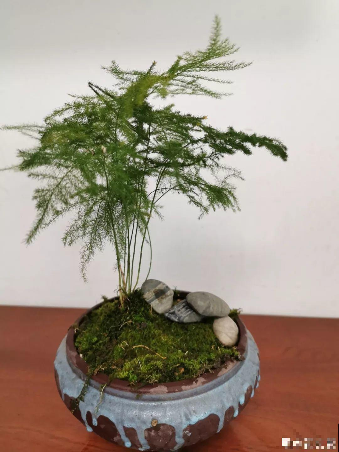 阳台再小也不怕，跟她学一招，把花挂起来养，不占地还好看！