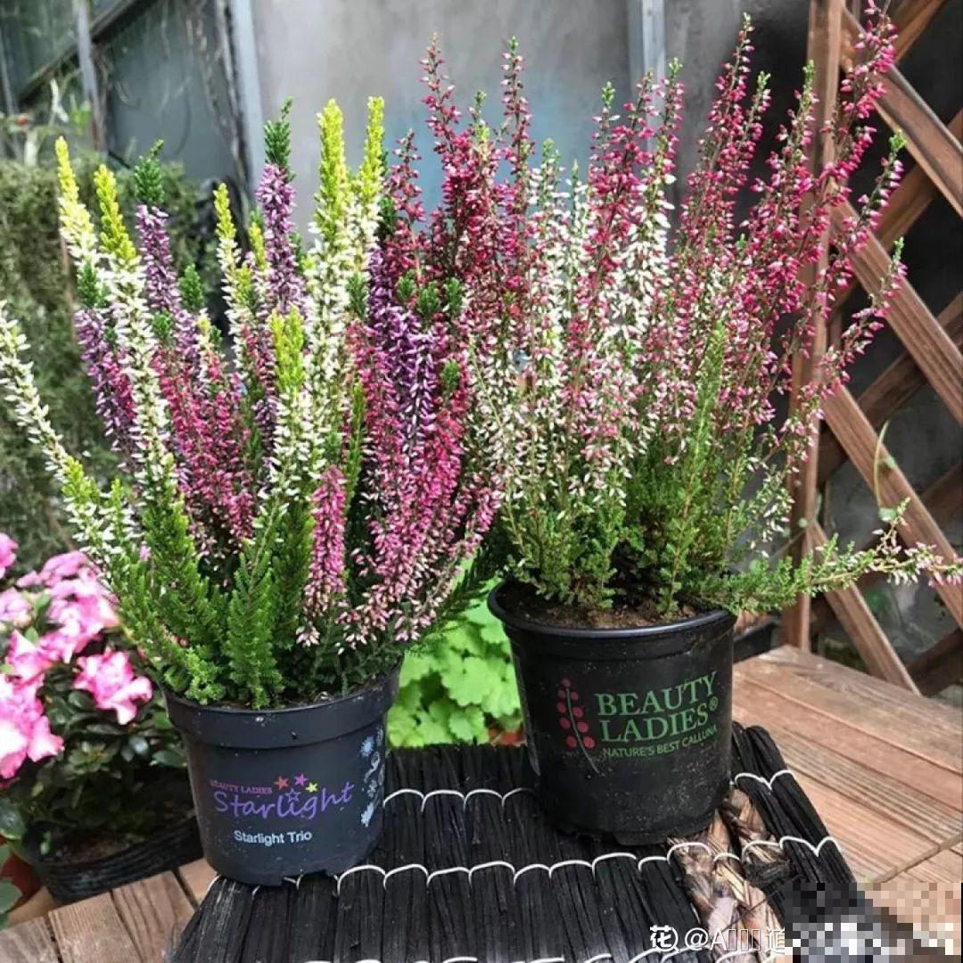 20种花再冷也不怕，过年正好开花，现在养还来得及！