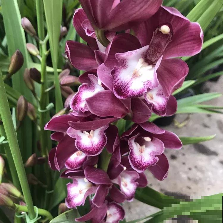 耐阴花就养这4种，好看好养，新手也能养爆盆，适合北阳台