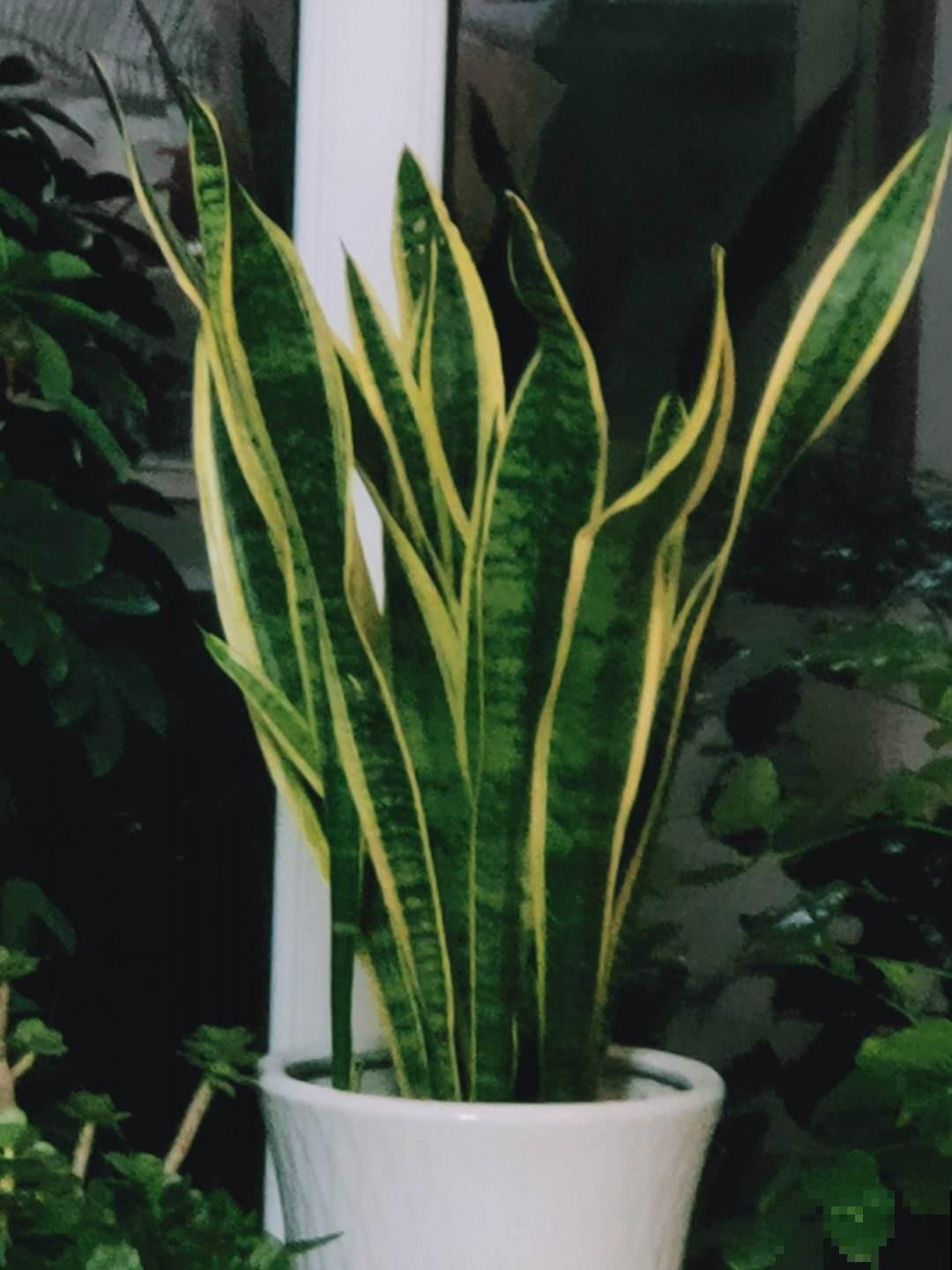 2种花，要想长得好，必须换盆，否则黄叶烂根