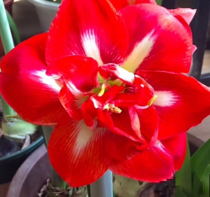 冬季学朱顶红种植，来年春天就能赏，开花美爆了！