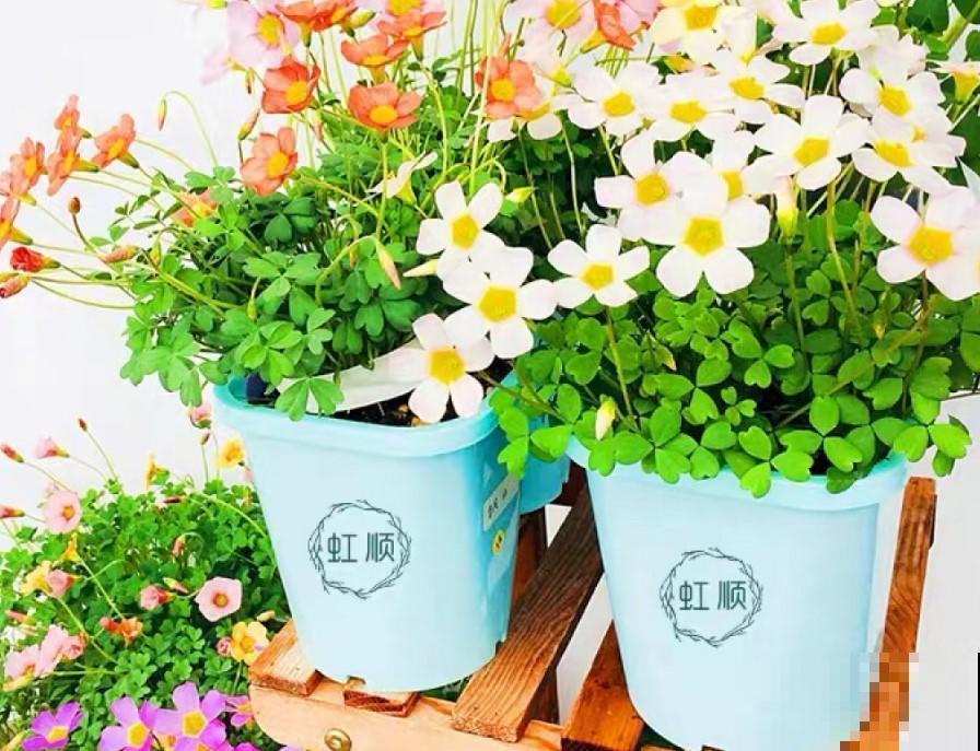 养花成瘾，生活却是这样，把花养成花院子！