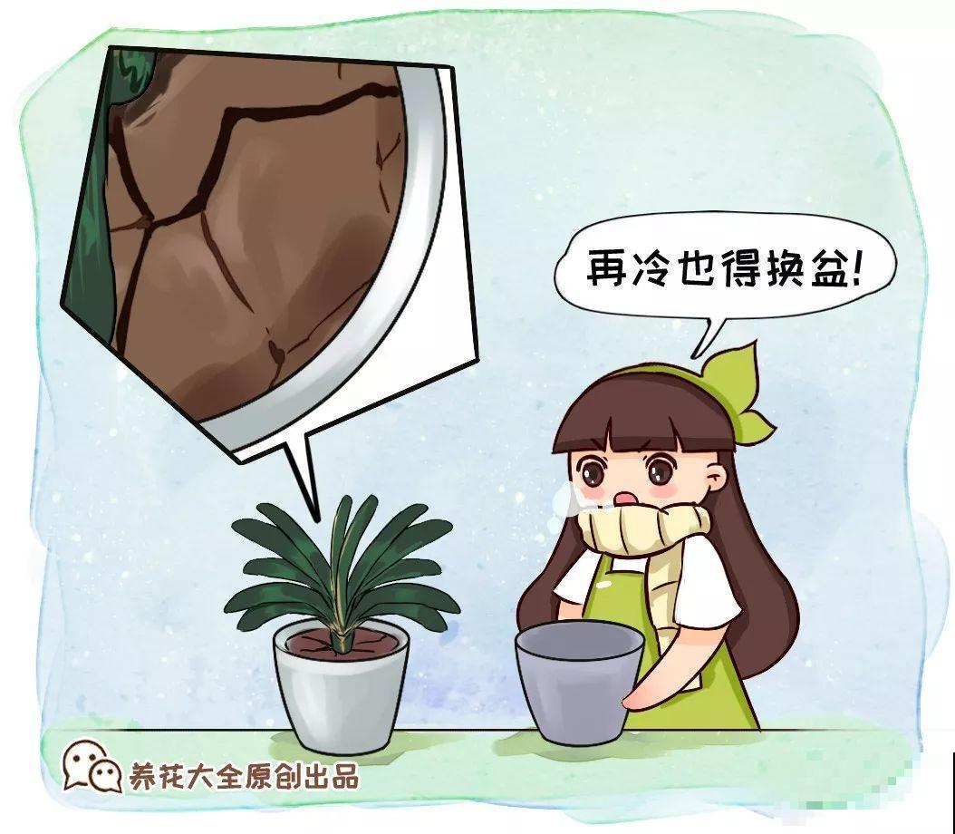 家里植物都这样了，换盆是关键，啥花都能养长久！
