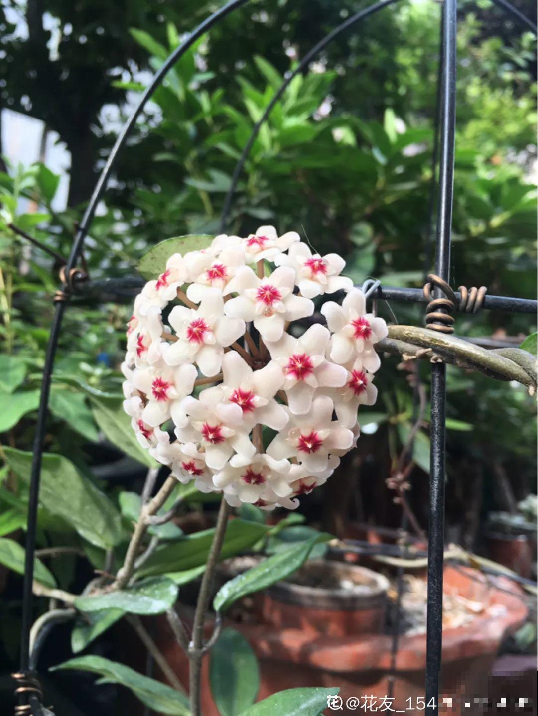 14种香水花，家里摆一盆，满屋子都是香味！