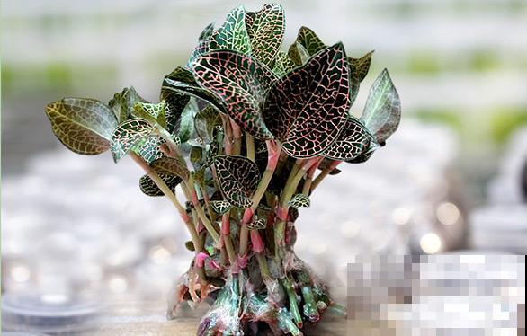 见过这野草的人极少，模样神秘令人难忘，一棵就堪比金价！