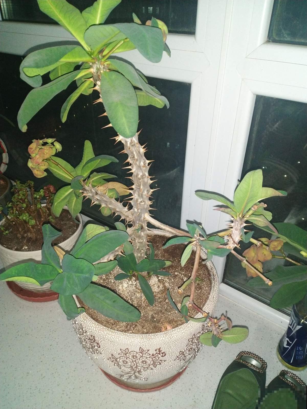 冬天家家关门闭窗，这几种植物可别放家里，否则要中毒招！