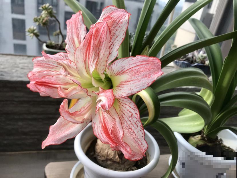 冬天最香艳的花就属它，开一朵堪比俩巴掌大，花纹美得像艺术品！