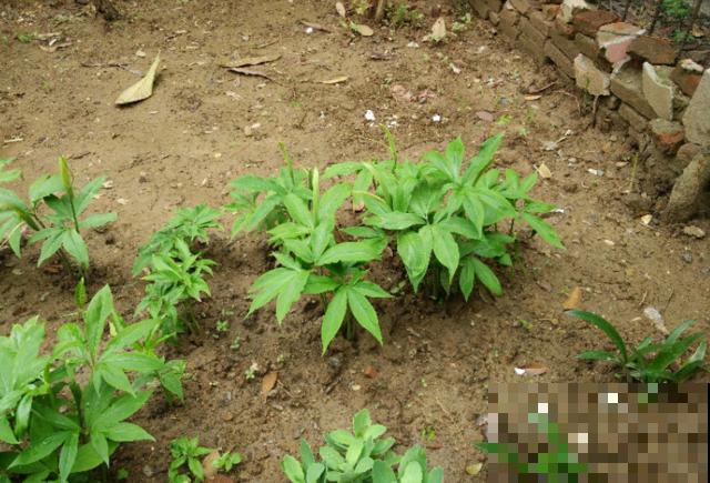 农村有种野草，长在玉米地里，却比玉米贵百倍！