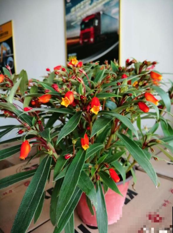 这花一年能开200天，开花像小金鱼，家里养一盆，一年到头有花看