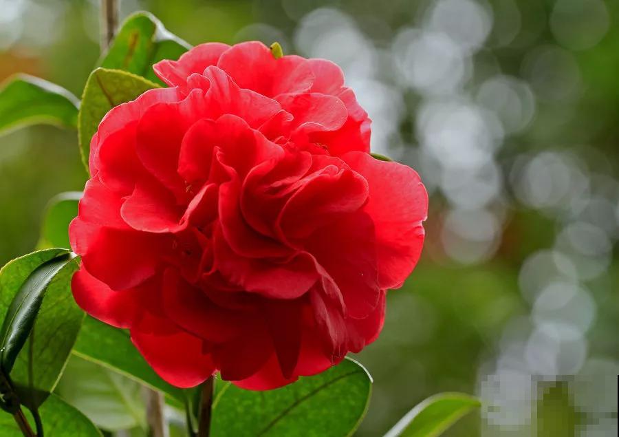 12种名花，如12位良师益友，与之相伴今生足矣！
