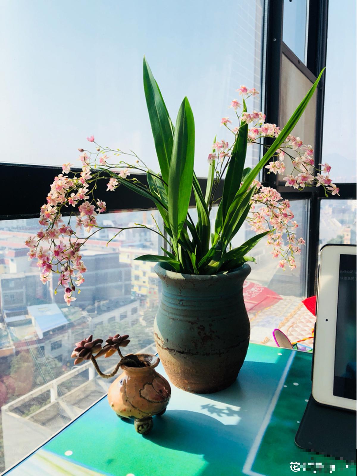 今年最火的兰花，一棵就能香满屋，比香水好闻多了！