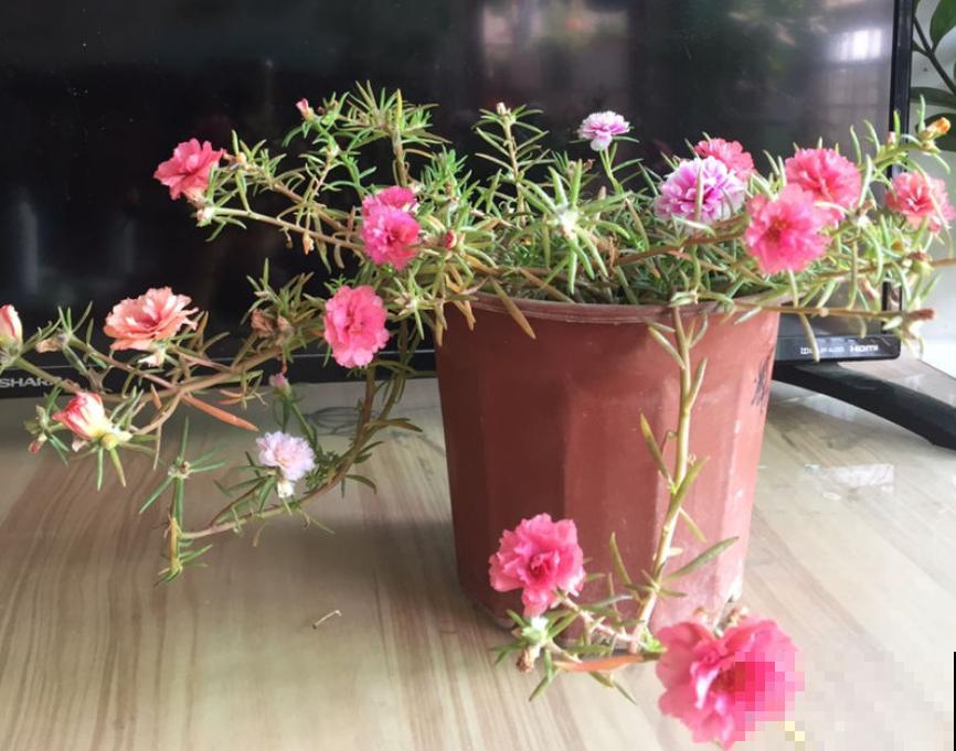 养花别贪小便宜，5种花太便宜了不敢买，买了就吃亏！