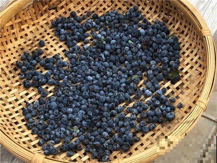 院子里栽棵它，年年结果一箩筐，吃起来真过瘾！