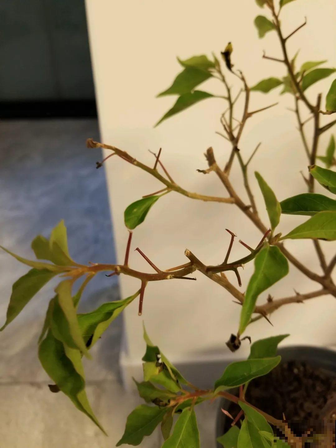 这6种花开败了？抓紧剪两刀，还能再开两三茬！