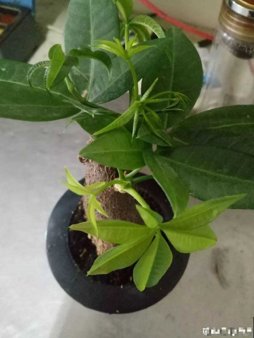 这4种花养在家里，就是一个小型的加湿器，不干不躁真舒服！