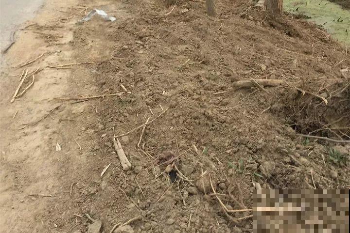 院子里养花，一盆水浇下去，一冬天都冻不死！