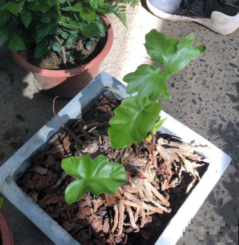 家里的植物别瞎摆，6种花要注意，养在家里不安全！