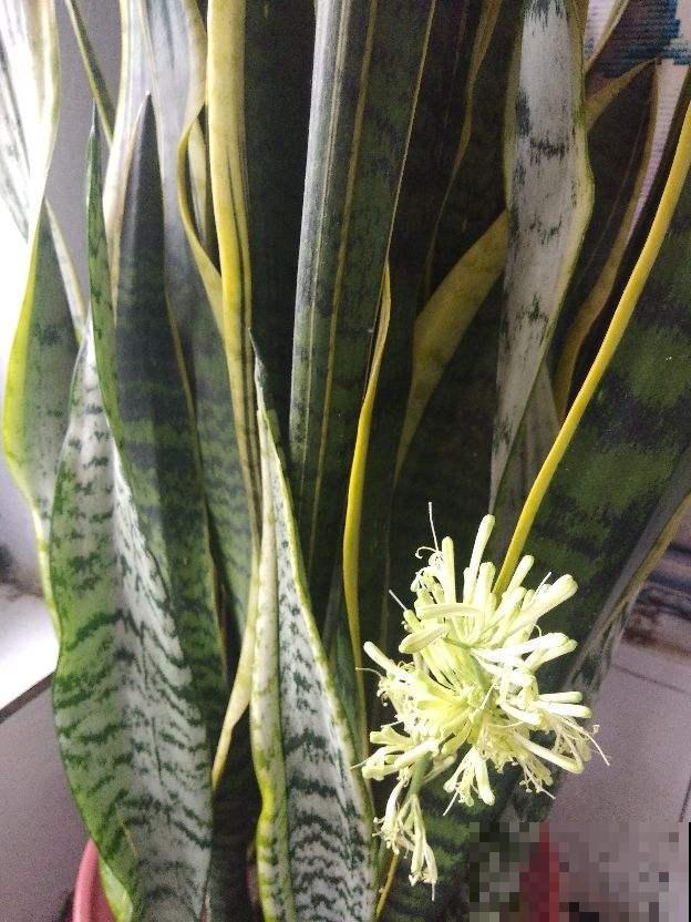 家里养了这花，开花就有好兆头，1盆顶10盆
