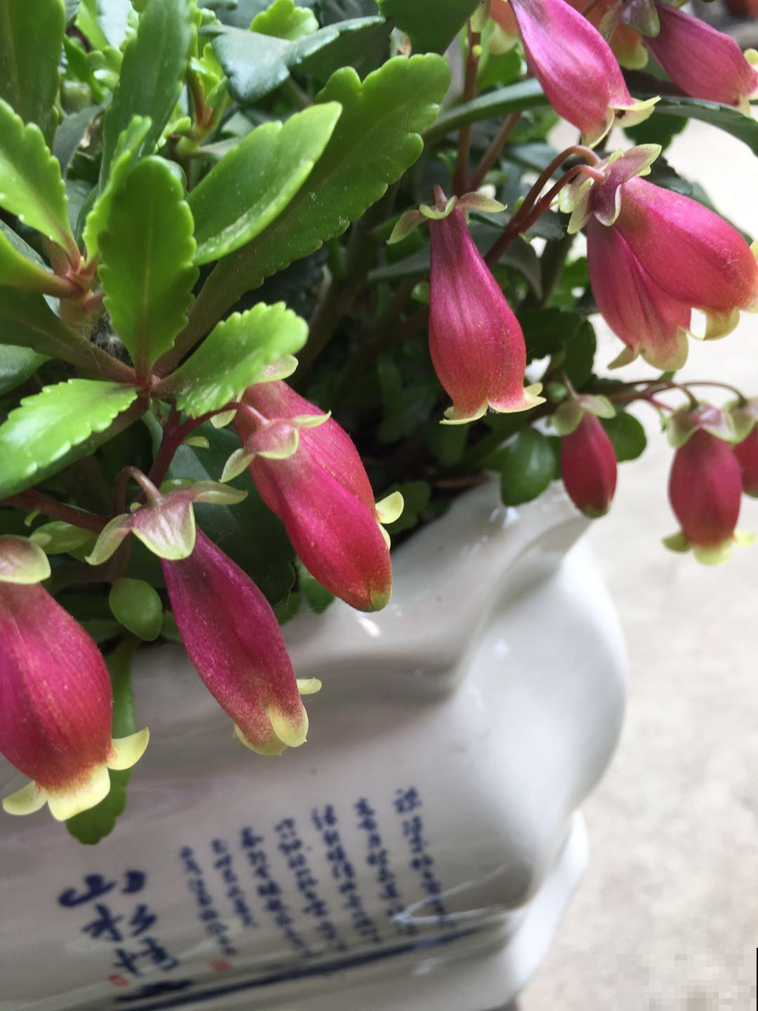 花市年宵花看腻了，就养这两种，开花像小吊灯