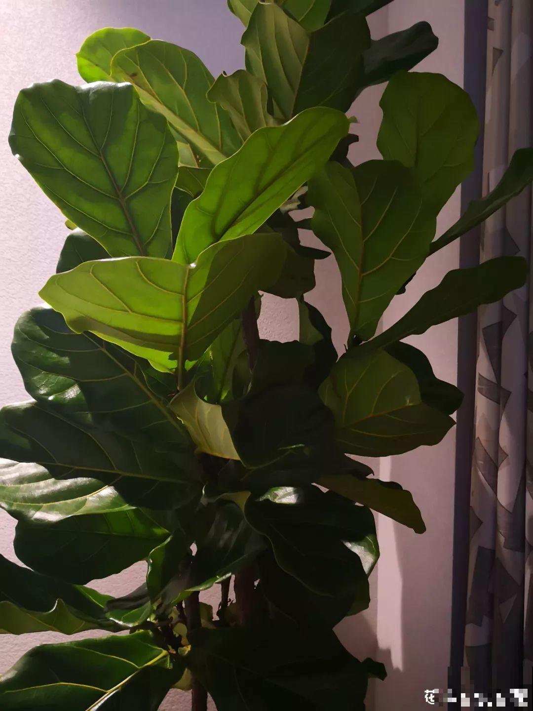 这4种花养在家里，就是一个小型的加湿器，不干不躁真舒服！