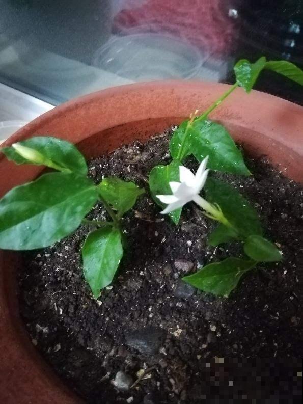 茉莉花冬天这么养，再冷也能继续生长，明年开的花多好几倍！