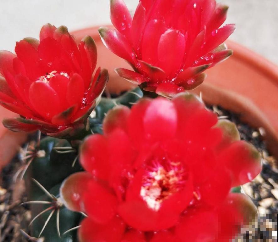 这4种多肉能开花，花色艳丽，开花还多！