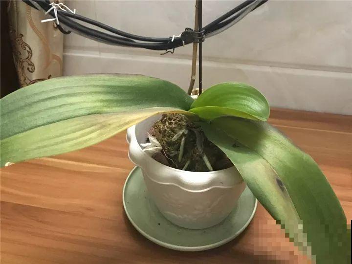 10种花，冬天切记管住手，小心浇完水就掉叶子！