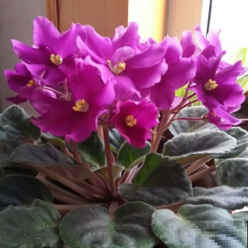 养盆紫罗兰，来年长得旺，开花更浪漫！