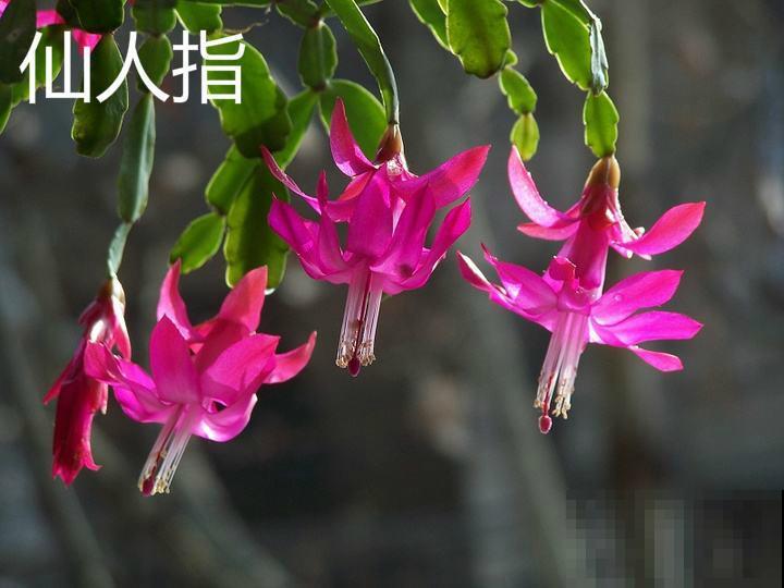 养了2年的花，一直没开，老花农一眼就知道买错了！