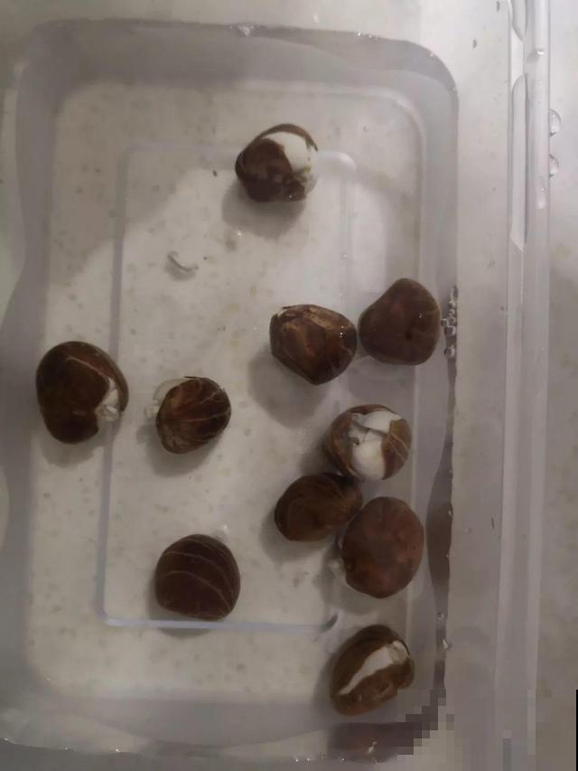 路边碰见这3种果子，捡一把带回家，丢盆里长成发财树！