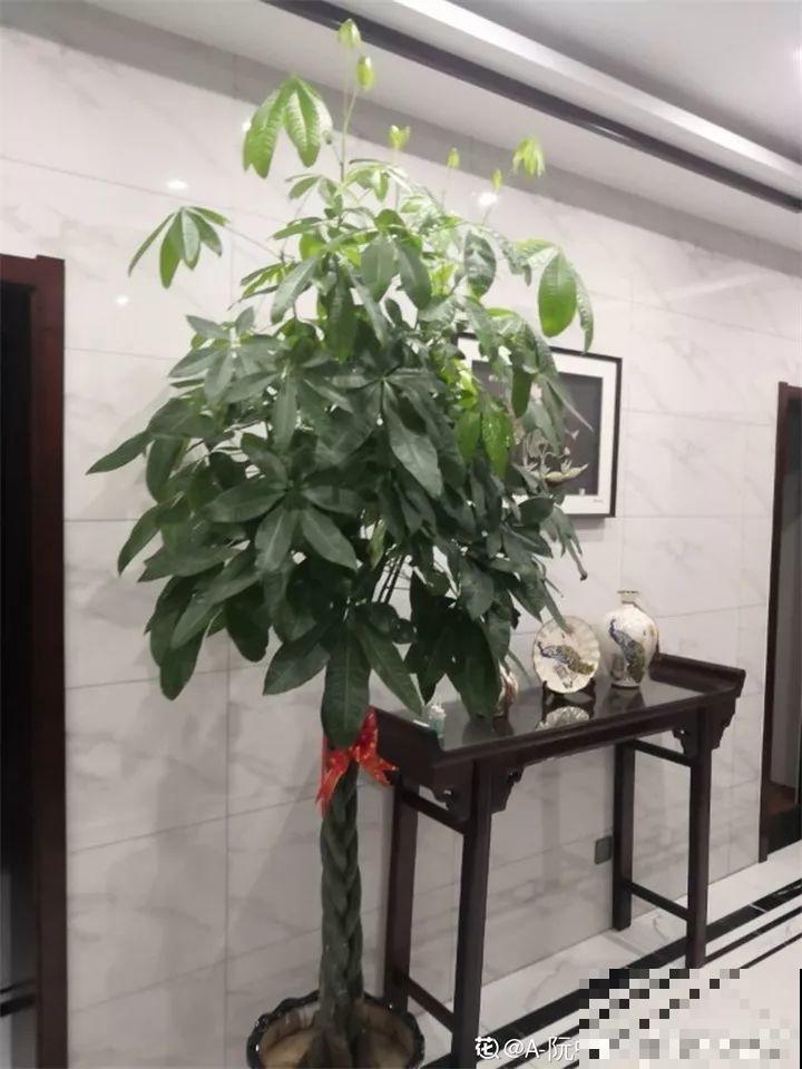 高价买的守家树，穷养才能长得旺，一盆能活20年！